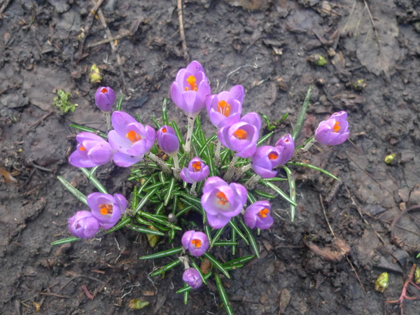 Crocuses at the apiary