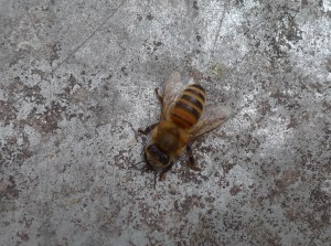 Close up top view Close up top view