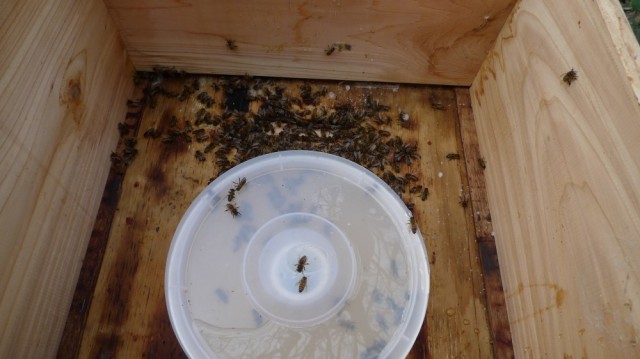 Dead bees in feeder