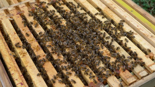 Strong but queenless colony