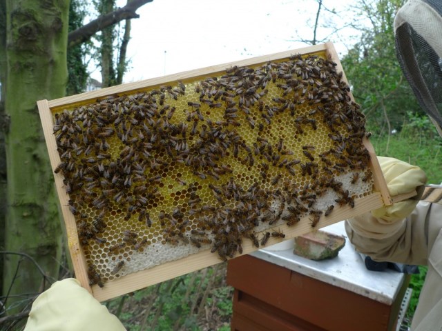 A frame of pollen and nectar