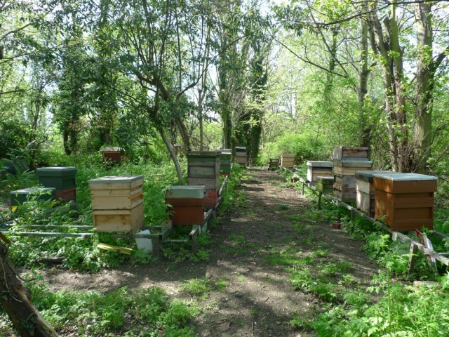 The apiary in April