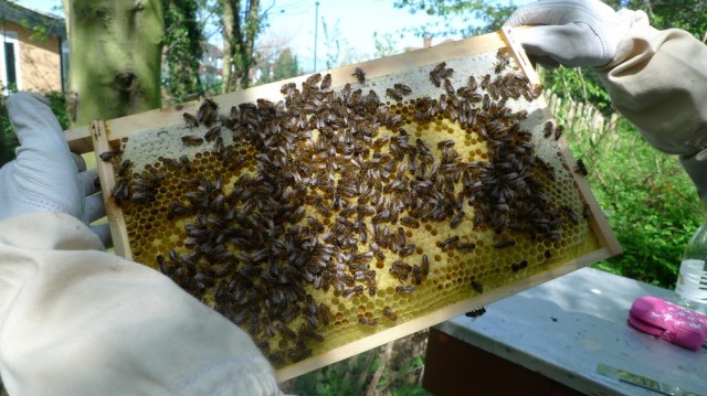 Capped brood