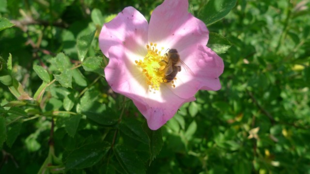 Bee on dog rose