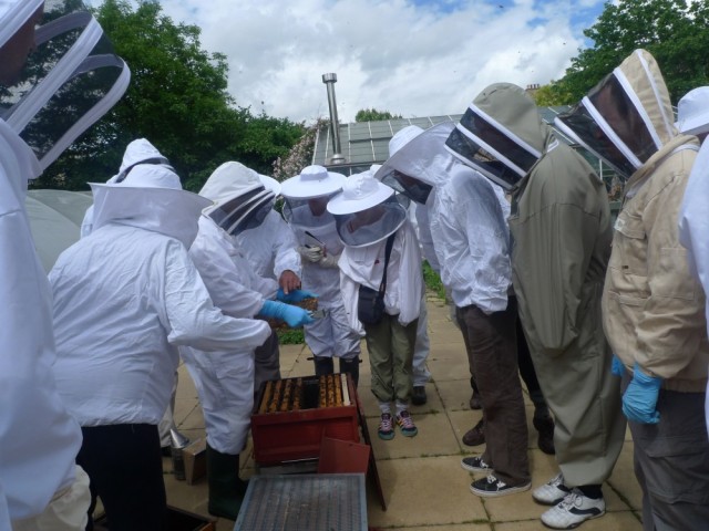 A NBU training session for London beekeepers