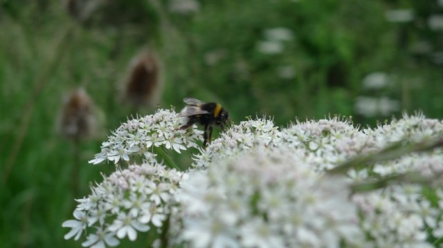 Buff tailed bumblebee on elderflower