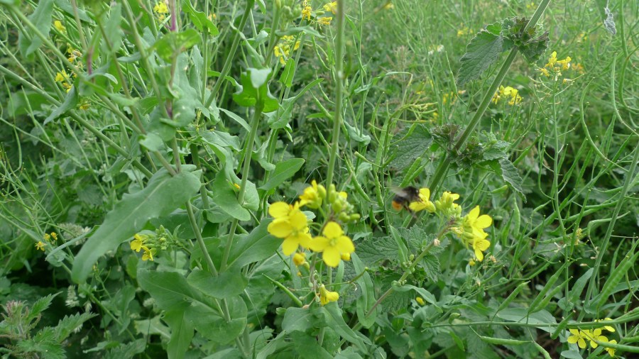 Red tailed bumblebee