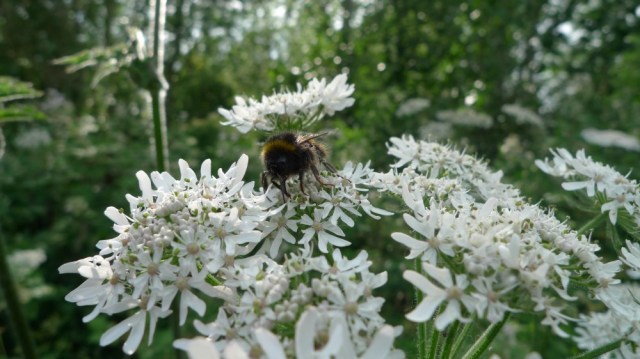Bumble on elderflower