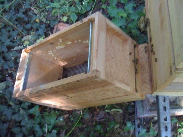 Persuading our bees to leave the nuc