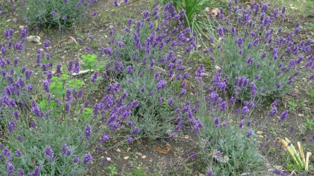 Lavender bushes - great for bees