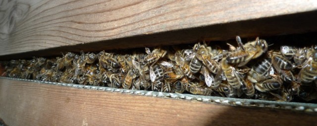 Bees snuggling in rainy weather