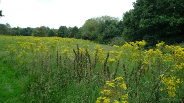 Ragwort - this pretty yellow flower gives the bees both nectar and bright yellow pollen.