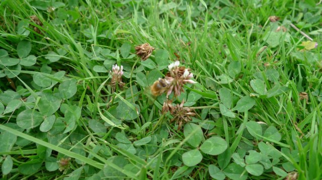 Honey bee on clover