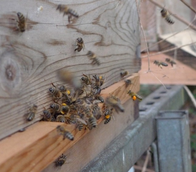 Bees bringing pollen in