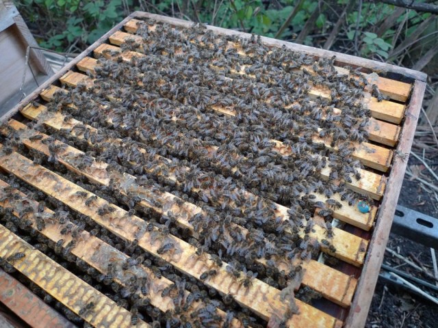 Rosemary's hive