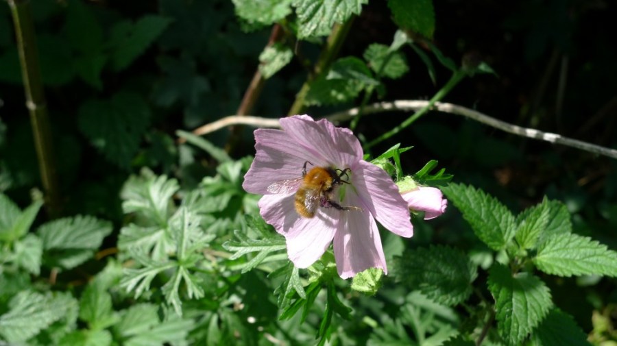 Bee on rosebay willow herb