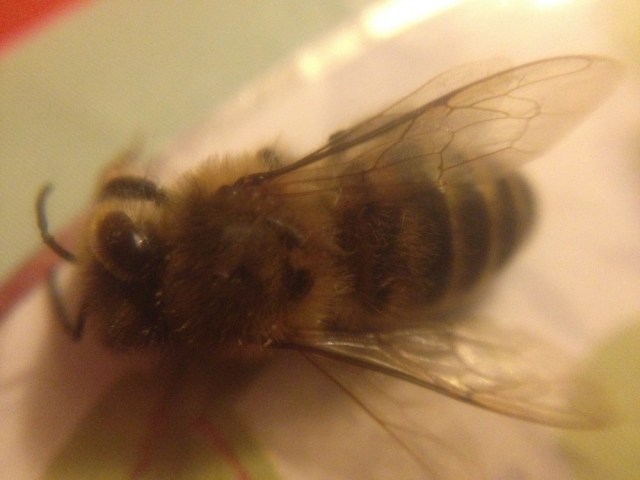 Bee macro photo 3