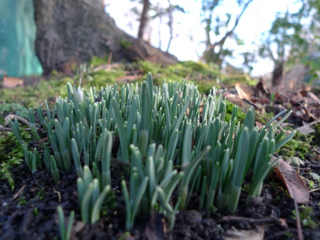 Snowdrops