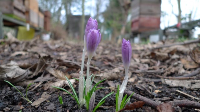 Crocuses