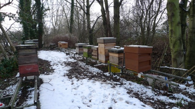 Ealing apiary in the snow