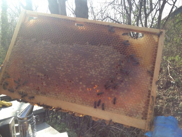 Frame of honey stores against the light (Rosemary's hive)