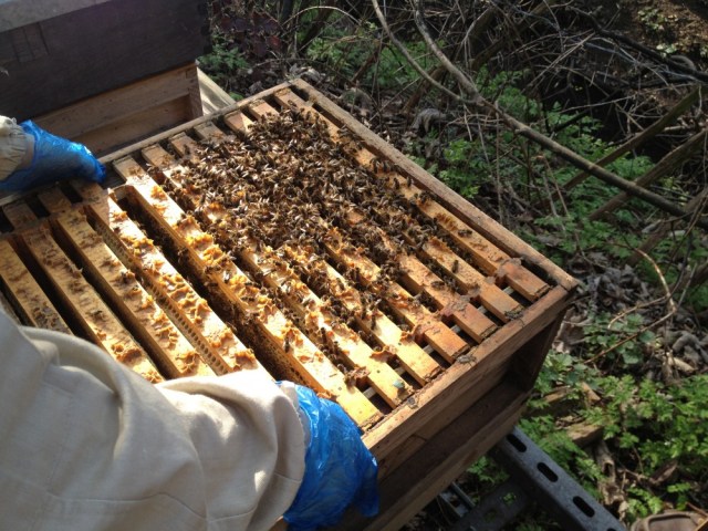 Hive inspecting (Lavender's hive)