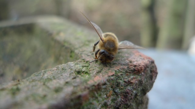 Bee on brick 2