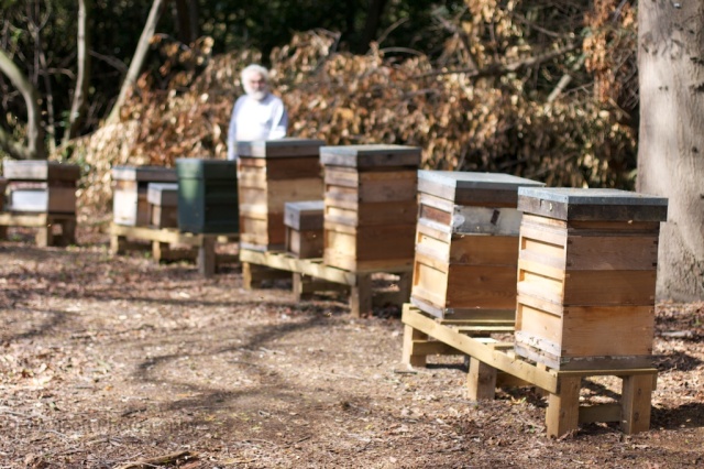 John and Osterley hives