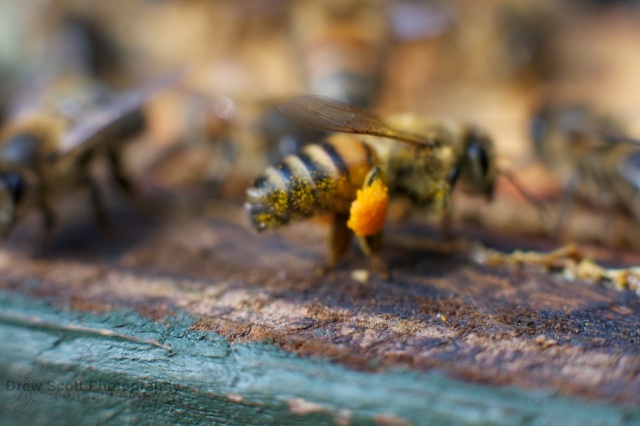 Bee with orange pollen