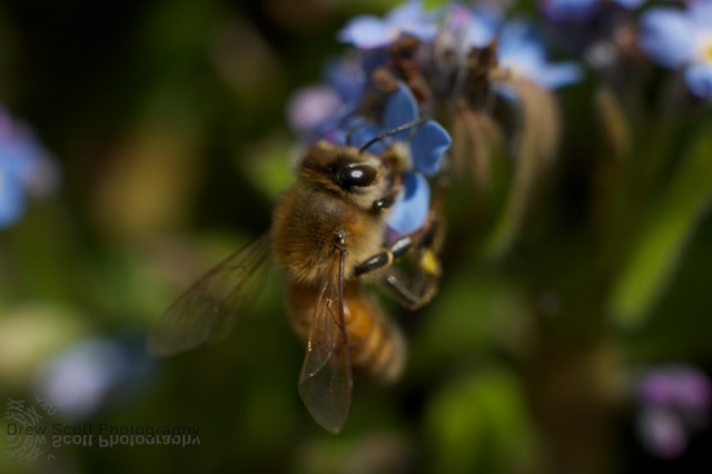 Bee on blue flower