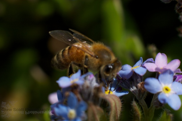 Bee on blue flower 2