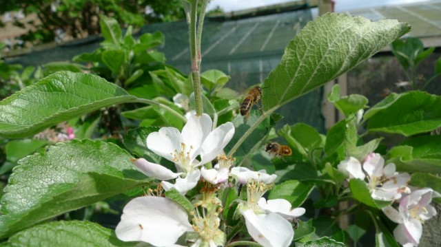 Honey bees on apple flowers