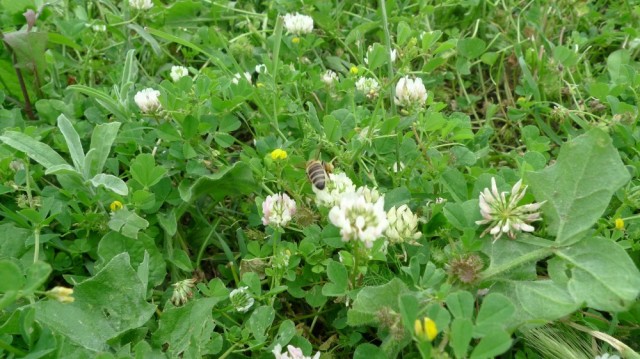 Albanian honeybee on clover