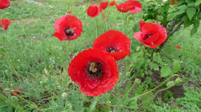 Albanian honeybee on a poppy