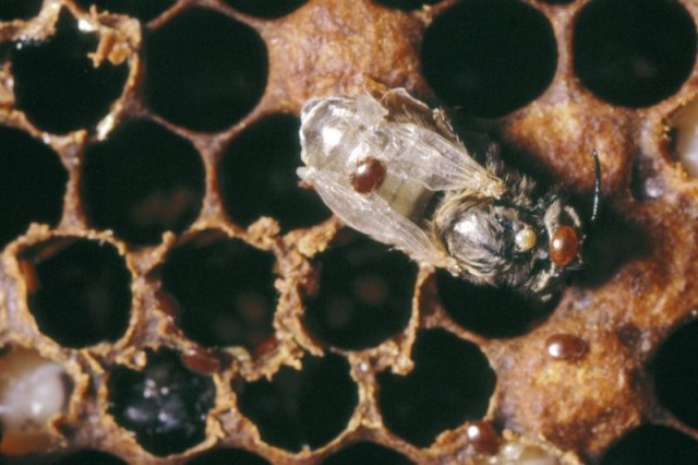 Varroa infestation - © Crown copyright 2010 "Courtesy The Food and Environment Research Agency (Fera), Crown Copyright"