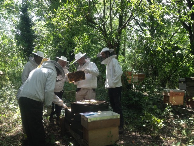 Urban beekeepers - are there too many of us?