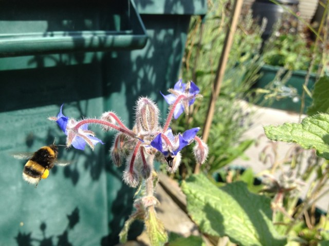 Bumble bee landing on borage