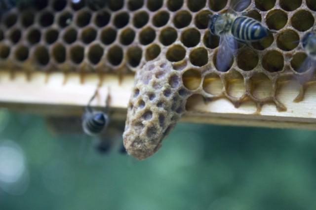 A capped queen cell, from one of our hives last year. Copyright Emma Tennant. 
