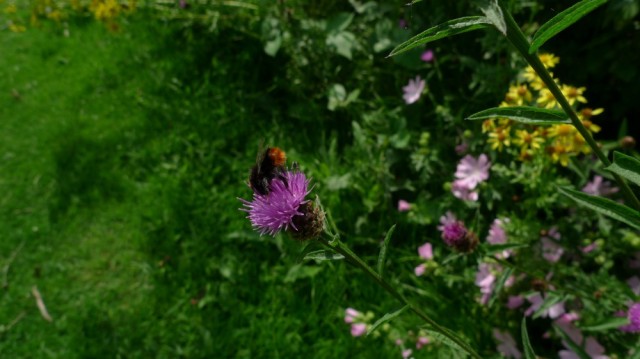 Red tailed bumble bee