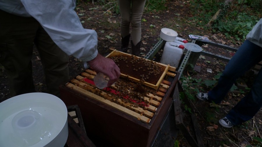 Feeding starving bees