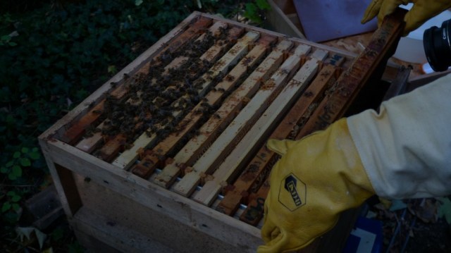 Putting the bees away