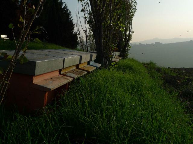 Italian bees flying home