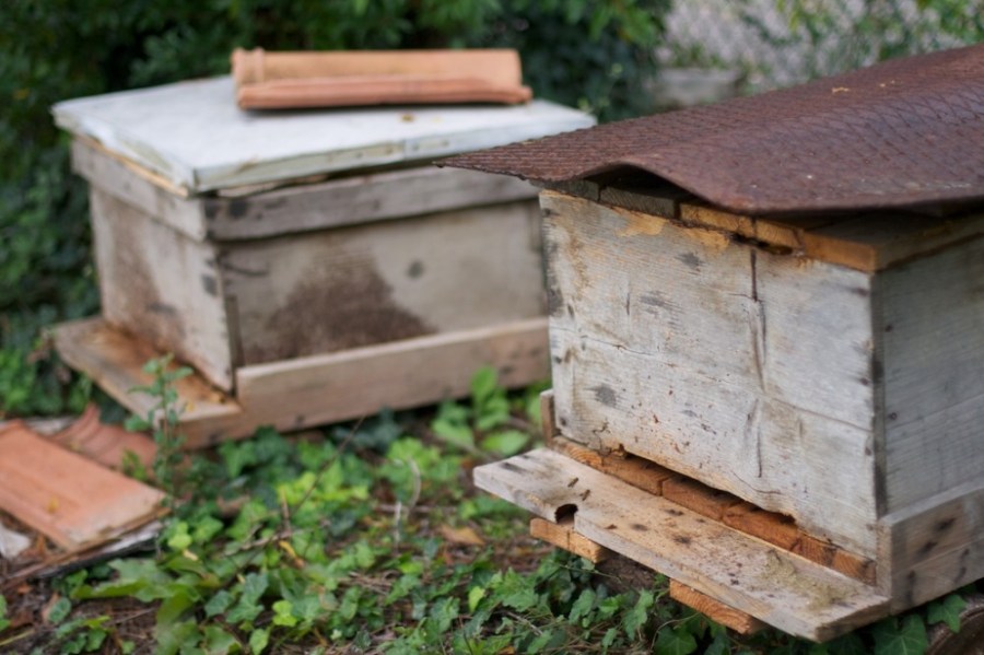 Domenico's hives