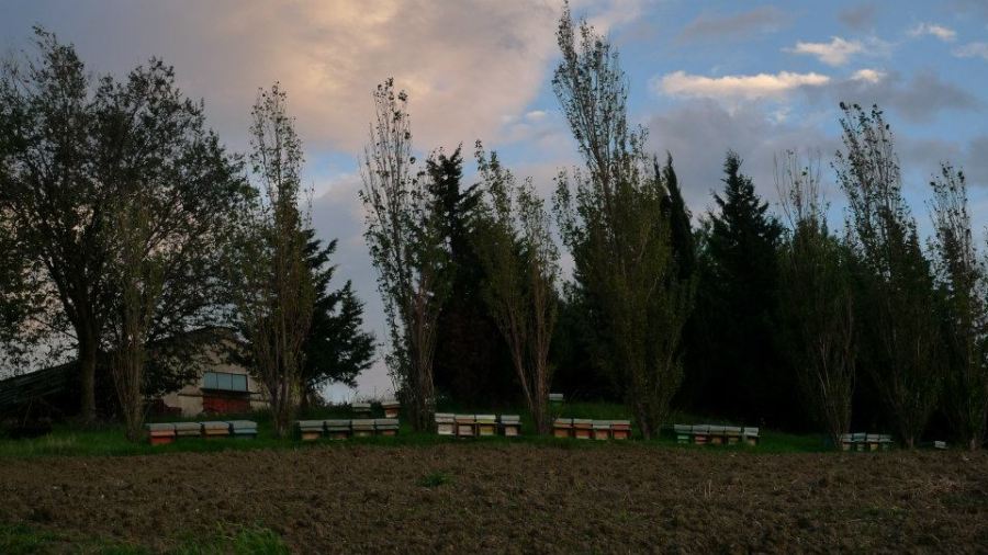 Long distance Italian beehives