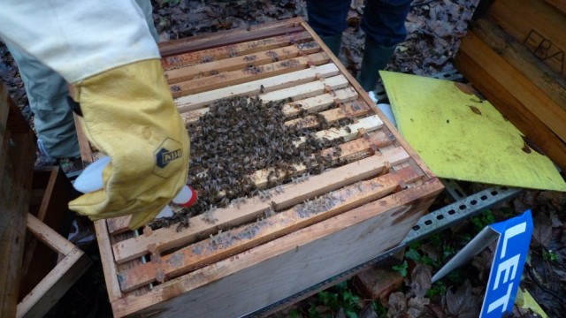 Emma treating our hive with oxalic acid