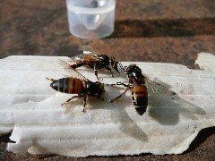 This photo shows three bees with typical CBPV 