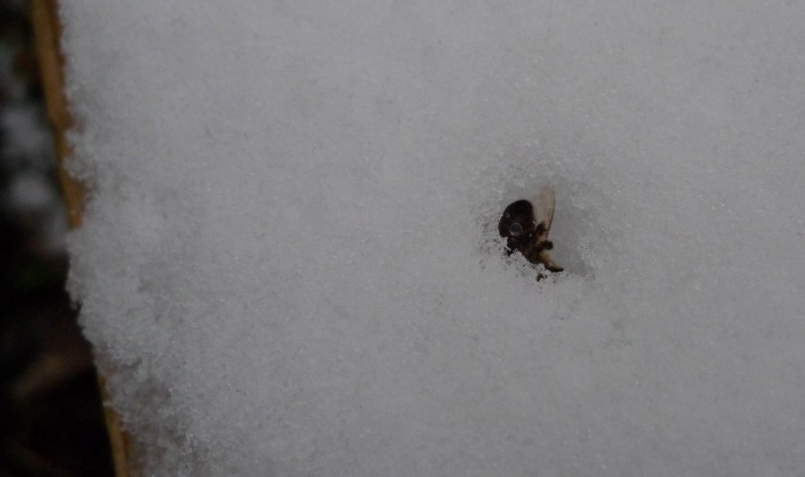 Emma photographing the bees
