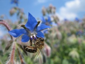 Honey bee on borage. Courtesy The Food and Environment Research Agency (Fera), Crown Copyright. 