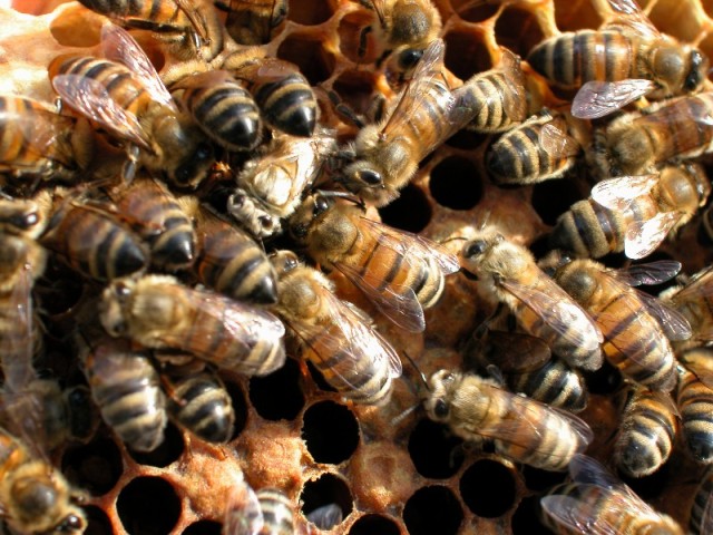 Honey bees - they can tell themselves apart, we struggle. Courtesy The Food and Environment Research Agency (Fera), Crown Copyright