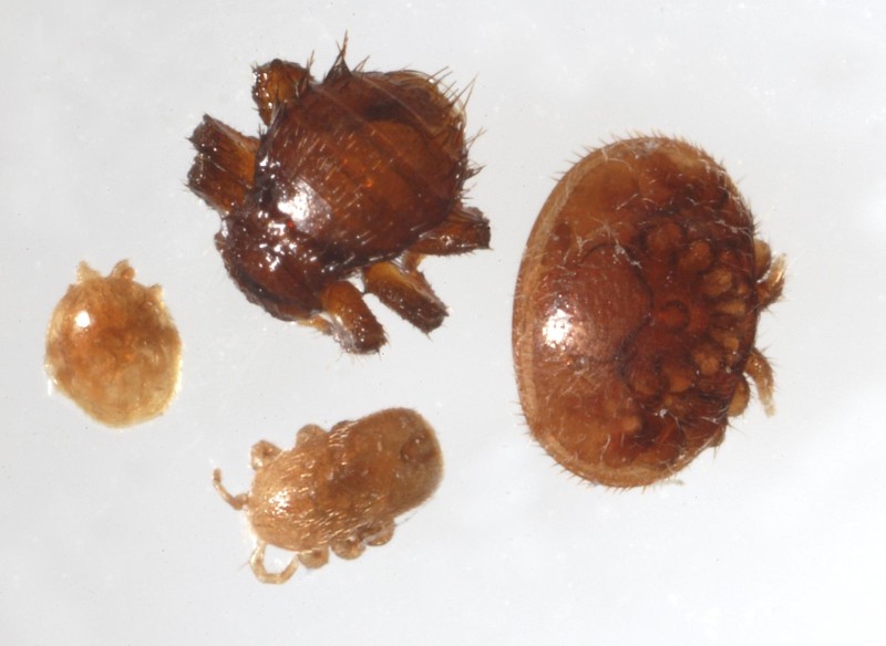 Courtesy The Food and Environment Research Agency (Fera), Crown Copyright